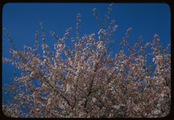 Malus Spec. (wrong no.) chines flowering apple, ctr. 2546.2/3 Arboretum