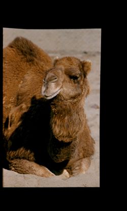 Camel resting Fleishhacker Zoo