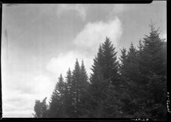 Pine trees with nice clouds