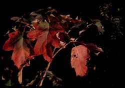 Oak-leaved Hydrangea Arb. E.