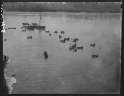 Ducks on Lake Eva