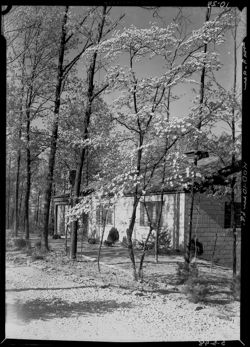 dogwood study and trees, Carl Manthei place