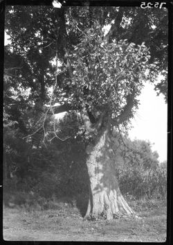 Old elm tree near Salt Creek, poem about it by Timothy Downing Calvin