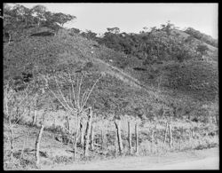 Cows on mountain among banana trees