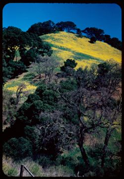 Mustard - covered mountainside near Lafayette, Calif.