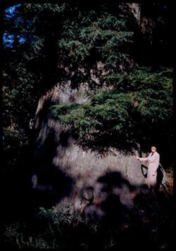 Jean at side of giant redwood along Skyline Drive south of San Francisco.