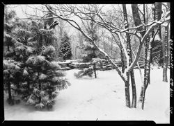 Near the rail fence entrance from Snodgrass's to Wells cabin