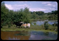 Cows in Dell Creek, near Wisconsin Dells