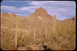 Sahuaros in Tucson Mtn. Park.