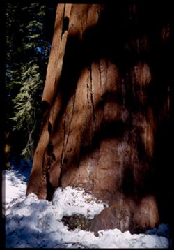 Base of General Sherman Redwood. Sequoia Nat'l Park.  California.