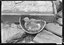 Duckling taking bath in old crock