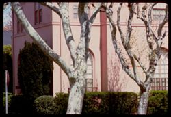 Pink house and sycamores Petaluma