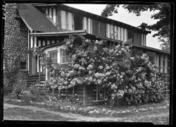 Alfred Grindle home, American Pillar roses closeup