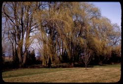 Along left bank of Du Page in Morton Arboretum- east