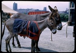 Donkeys of Ringling Circus Chicago