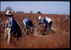 Cotton pickers - Hopkins County, northeast Texas Cushman