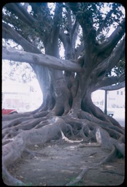 Base of World's largest fig tree. Moreton Bay Fig. Santa Barbara
