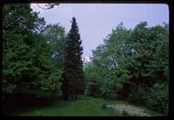 Glimpse of Leopoldsberg through trees on Kahlenberg north of VIENNA