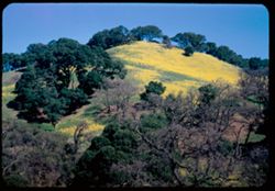 Mustard - covered mountainside near Lafayette, California - on Cal. 24