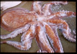 Pacific Octopus. Santa Cruz, Calif.