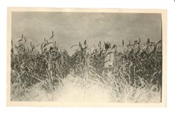 Man standing in a Sorghum field