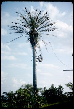 Climbing palm tree near Whitten residence