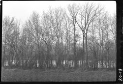 Through the sycamore trees, along Wabash River, Terre Haute
