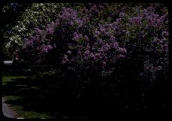 Lilacs Arboretum-west entrance