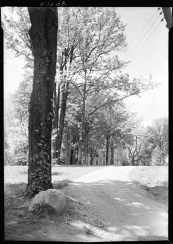 Tree and building