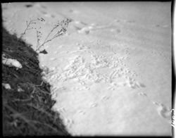 Bird tracks in Greasy creek, winter, poor farm locality