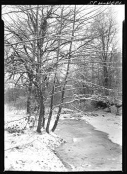 Hardin Holler, perp. of stream, sycamores at side