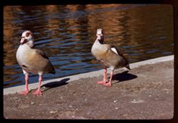 Egyptian geese Palace of Fine Arts