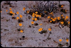 Yellow flowers of NW corner of Mojave Desert
