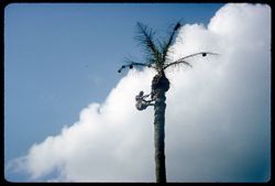 Pruning palm tree near Whitten residence