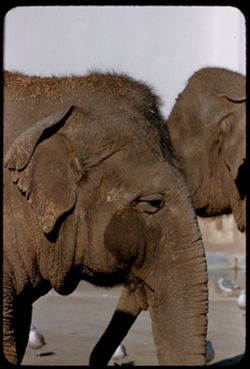 Elephants Fleishhacker Zoo