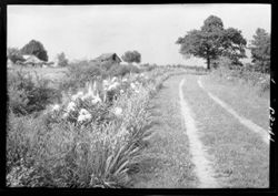 Flowers at Steele's, horiz., from near barn, road at side