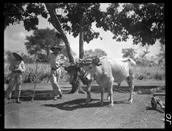 Boys with oxen, pineapple plantation, on way to Batabano
