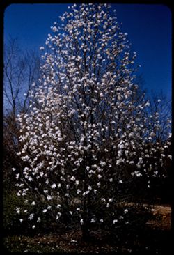 Anise Magnolia  Morton Arboretum Cushman