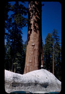 Giant Redwood at Park Hdqurtrs. Sequoia Nat'l Park.