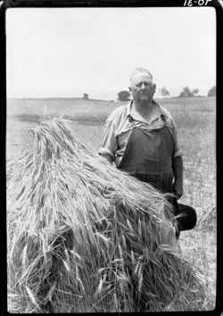 Mr. John D. Hess, champion wheat stacker