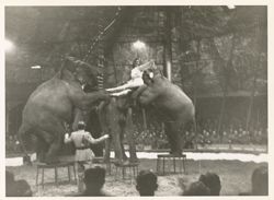 Circus performers and elephants in Gotha, Germany