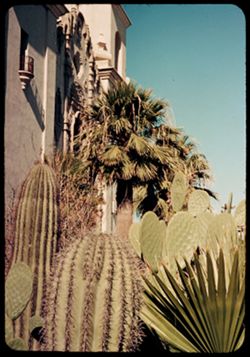 Cactus in yard next to San Agustin Church. Tucson