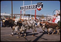 Oxen draw a float in Rodeo Parade Tucson