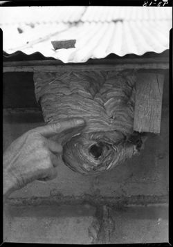 Fletch Poling hand and wasp nest at old David barn