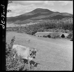 Cow and landscape at Montgomery Center, Vermont