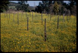 Field of mustard and golden near Sonoma