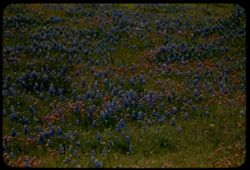 Blue lupine dominates field of wild flowers near Novato, Marin county