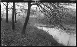 Pogue's Run, overhanging tree, Nov. 24, 1910, 2:30 to 3:30 p.m., Thanksgiving