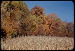 Fall colors above sere corn. Vanderburgh county, Indiana.