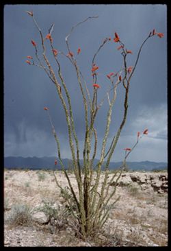 Ocotillo and storm cloud Mojave county Arizona